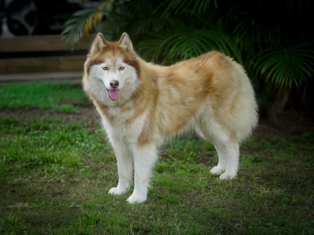 Thirza (Sans Affixe)