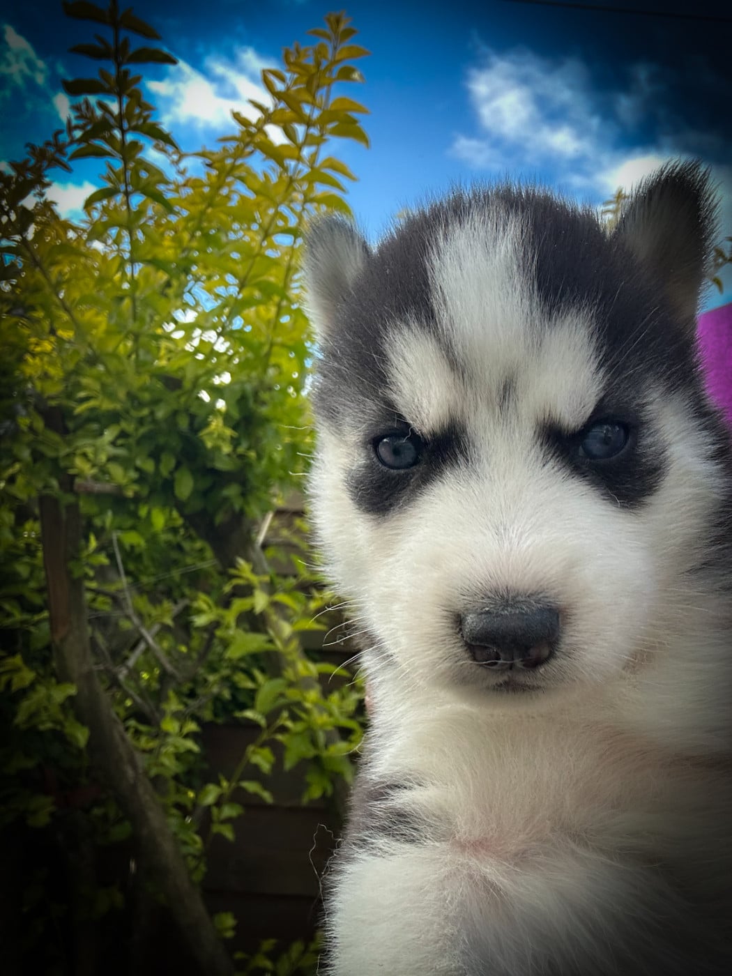 CHIOT 6 - Siberian Husky