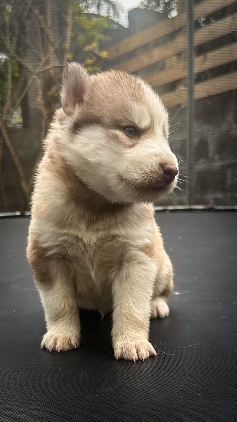 CHIOT 7 - Siberian Husky