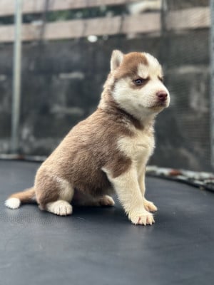 CHIOT 1 - Siberian Husky