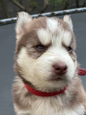 CHIOT 2 - Siberian Husky