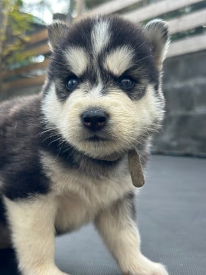 CHIOT 3 - Siberian Husky