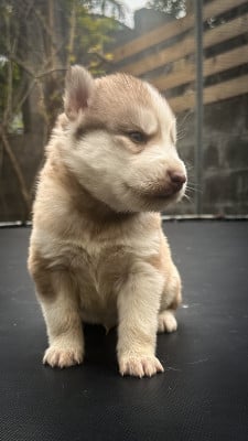 CHIOT 7 - Siberian Husky