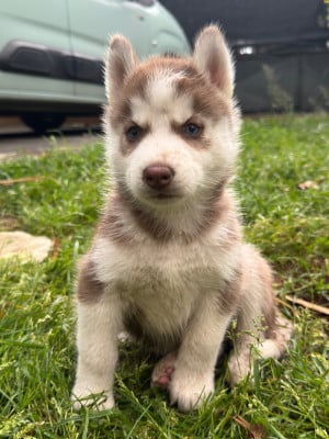 Les chiots de Siberian Husky