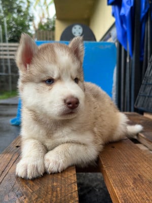 Les chiots de Siberian Husky