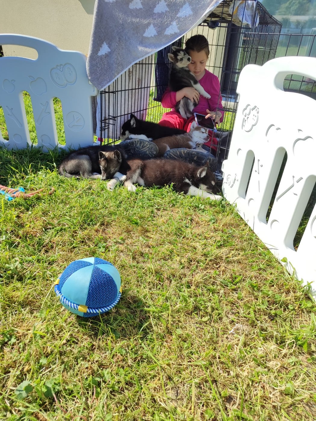 Siberian Husky - de l'étoile Sibérienne