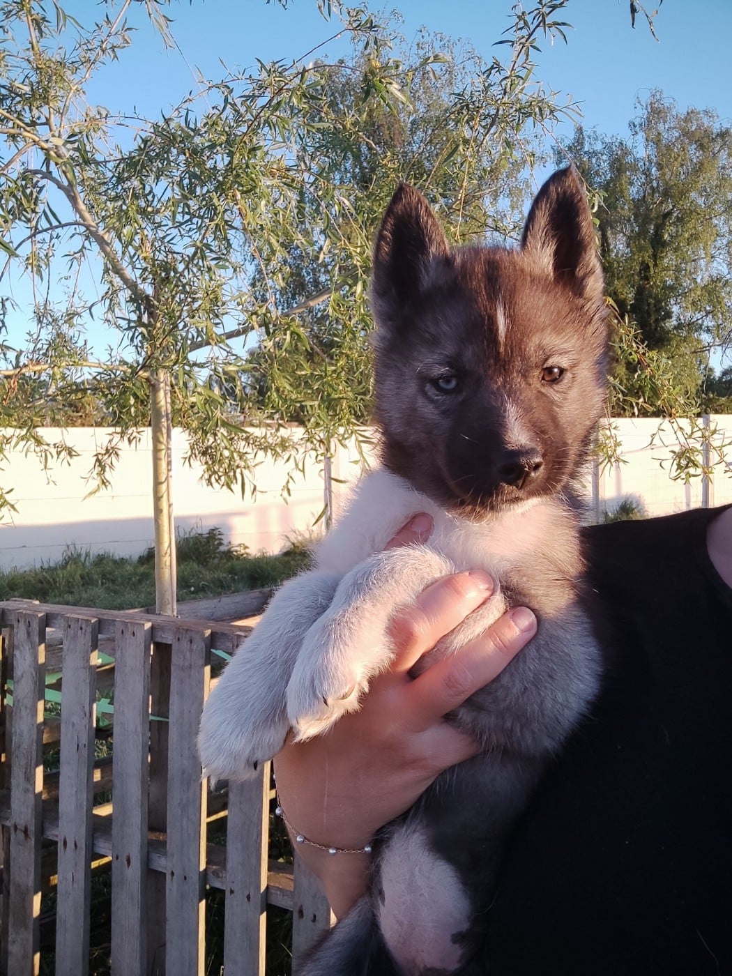 Siberian Husky - de l'étoile Sibérienne