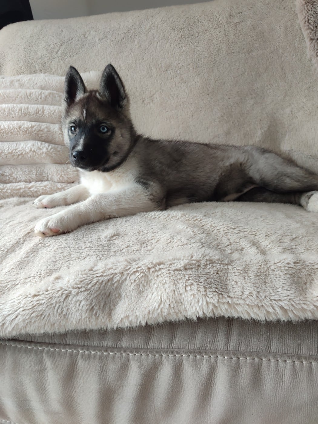 Siberian Husky - de l'étoile Sibérienne