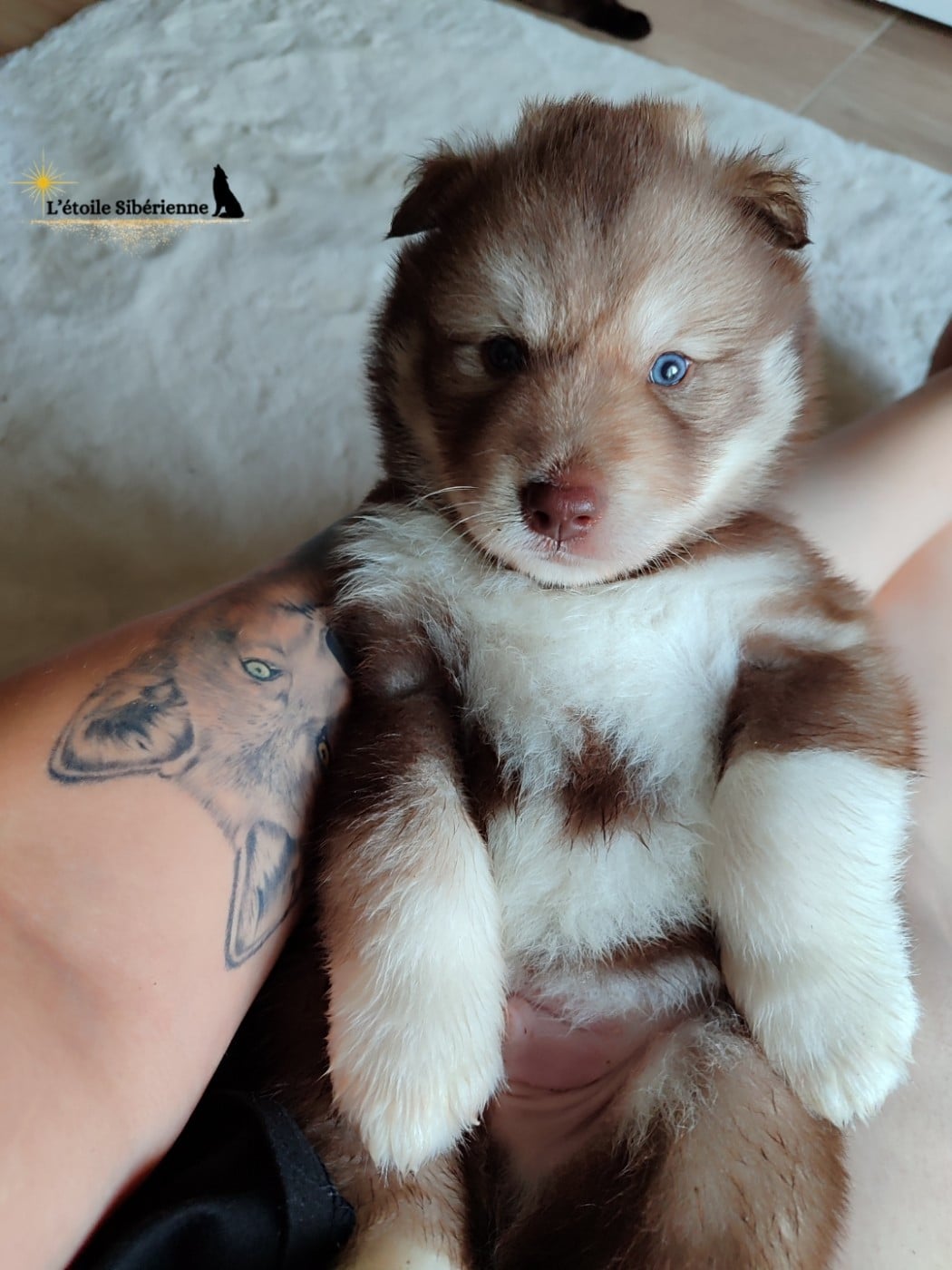 Siberian Husky - de l'étoile Sibérienne