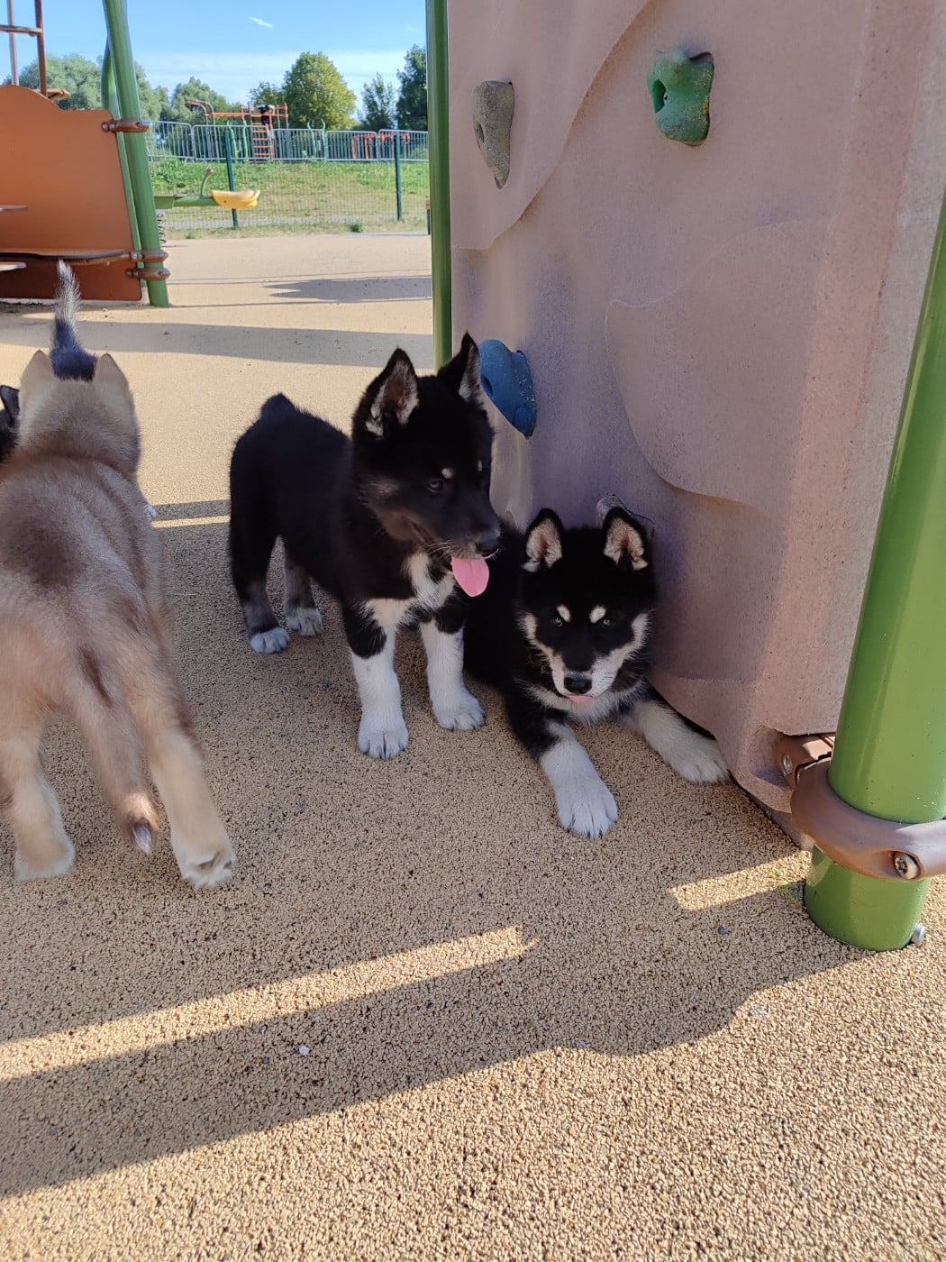 Siberian Husky - de l'étoile Sibérienne