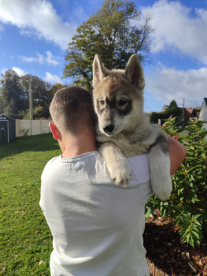 Les chiots de Siberian Husky