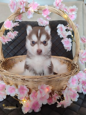 Les chiots de Siberian Husky