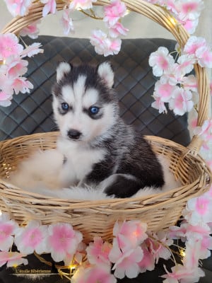Les chiots de Siberian Husky