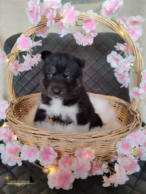 Les chiots de Siberian Husky