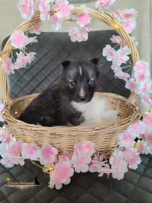 Les chiots de Siberian Husky