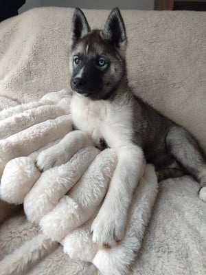 Les chiots de Siberian Husky