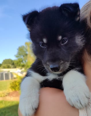 Les chiots de Siberian Husky