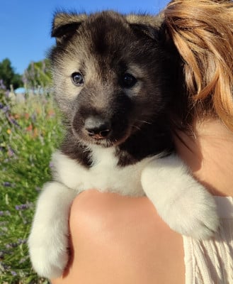 Les chiots de Siberian Husky