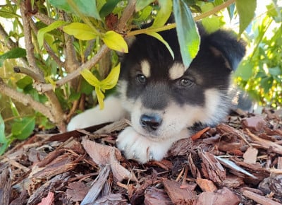 Les chiots de Siberian Husky
