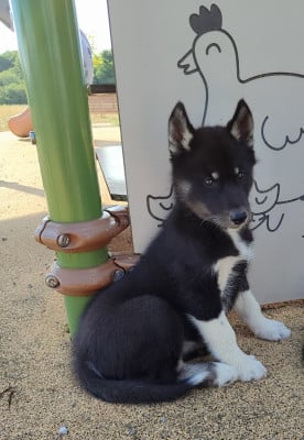Les chiots de Siberian Husky