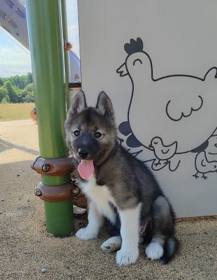 Les chiots de Siberian Husky