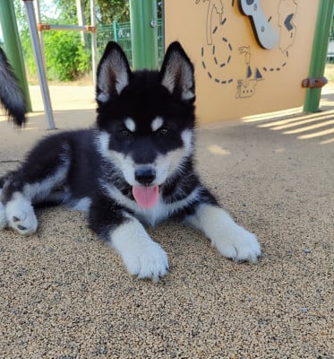 Les chiots de Siberian Husky