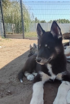 Les chiots de Siberian Husky