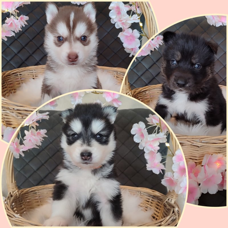 Siberian Husky - de l'étoile Sibérienne