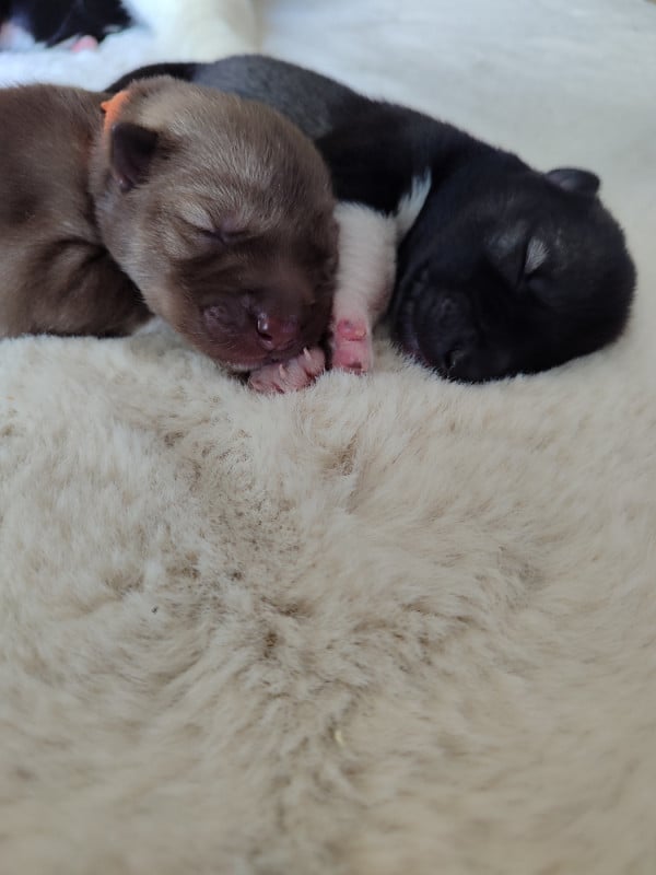 Siberian Husky - de l'étoile Sibérienne