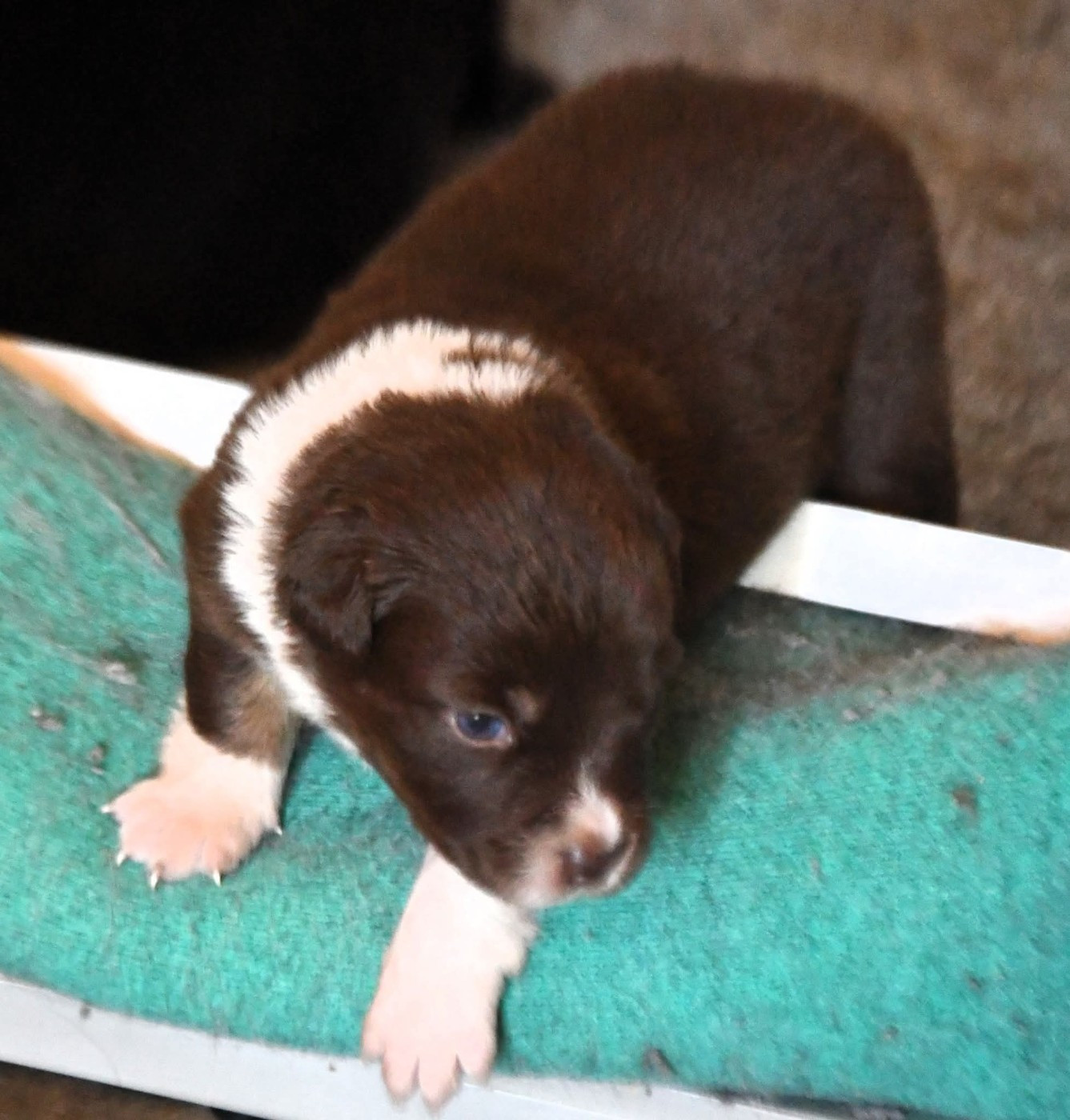 What A Beautiful Girl Sofia des Rêves d'Eole