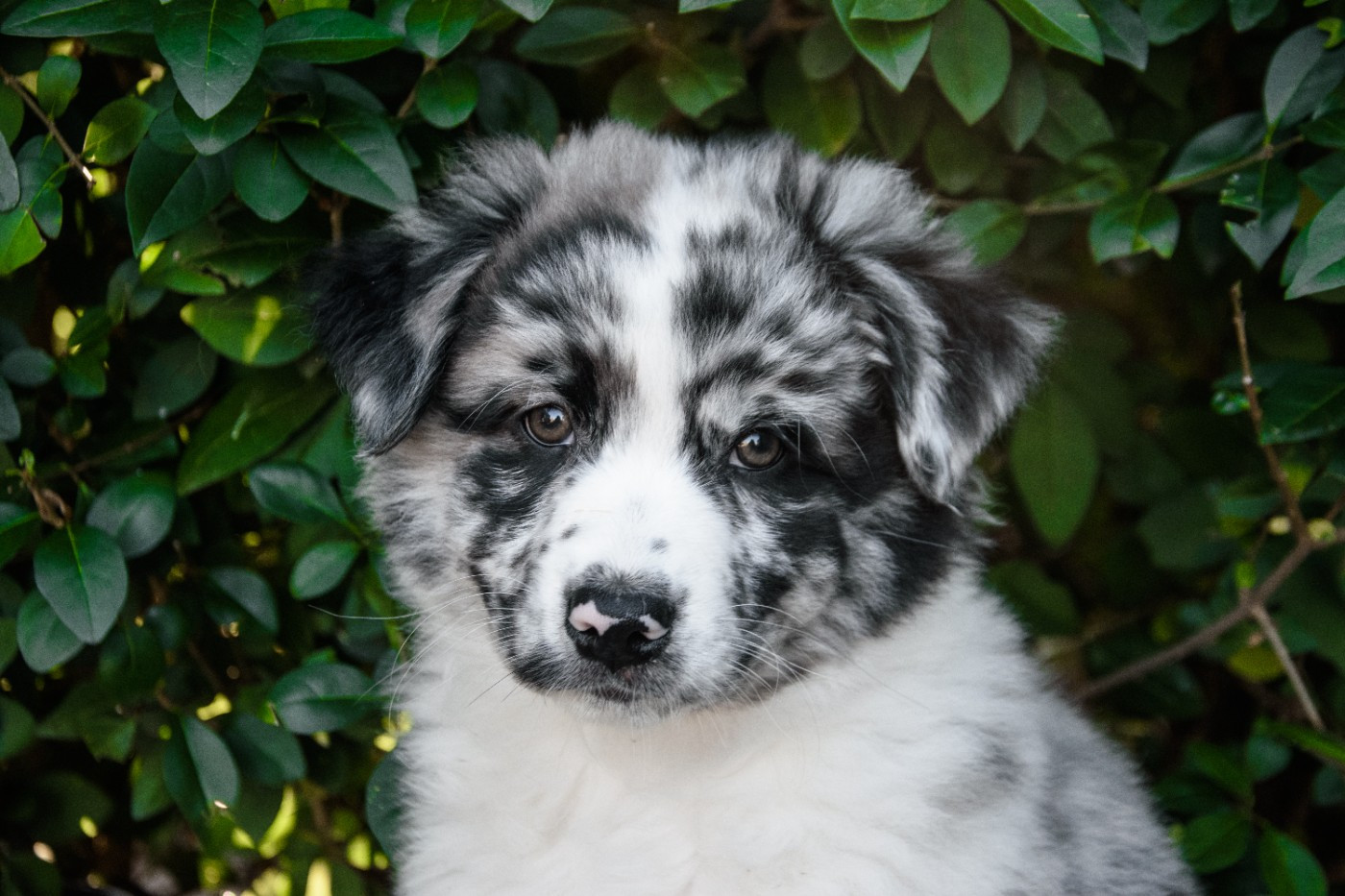 R Stella Sempre Félice Yesterday s Dream