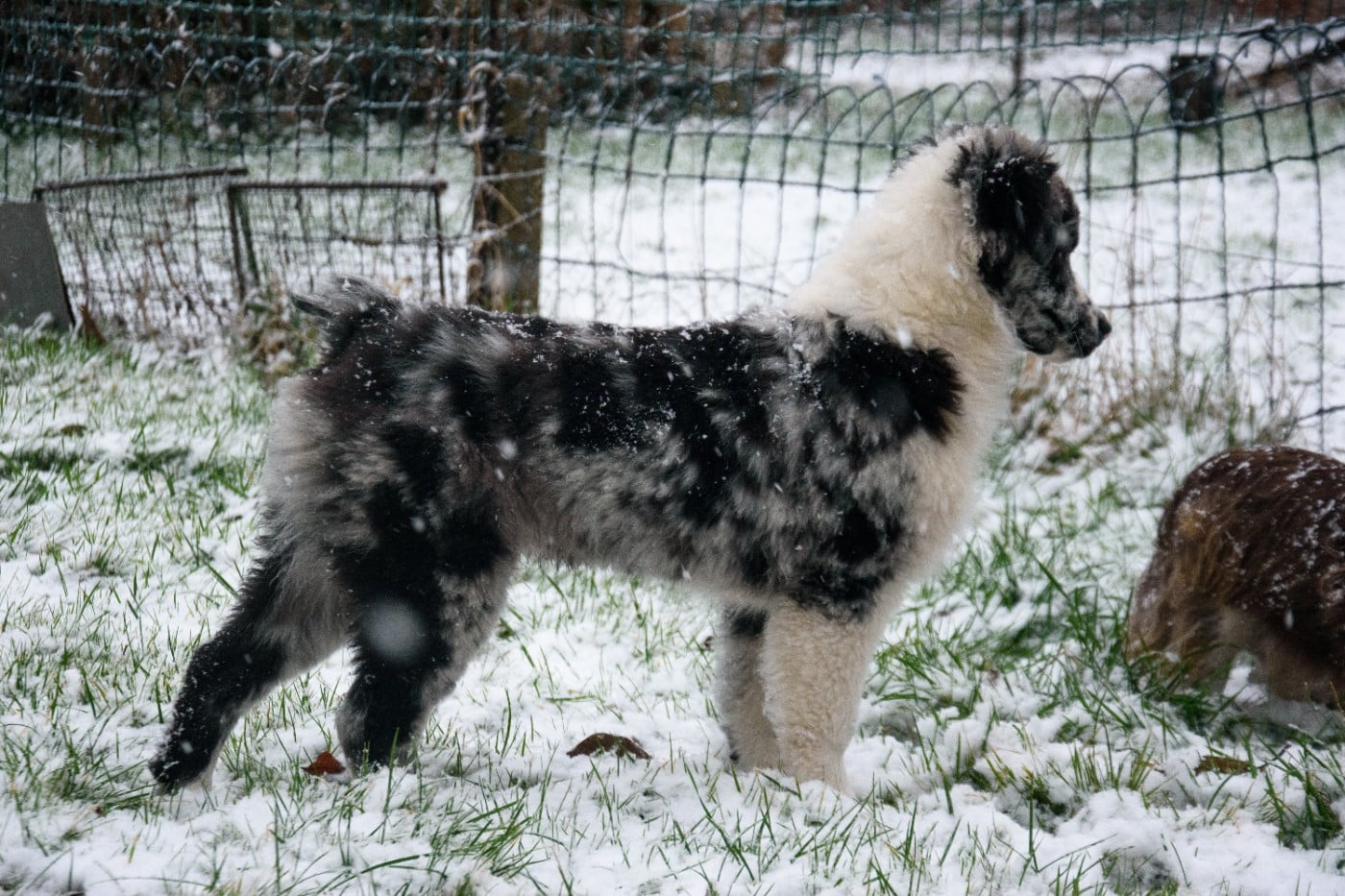 R Stella Sempre Félice Yesterday s Dream