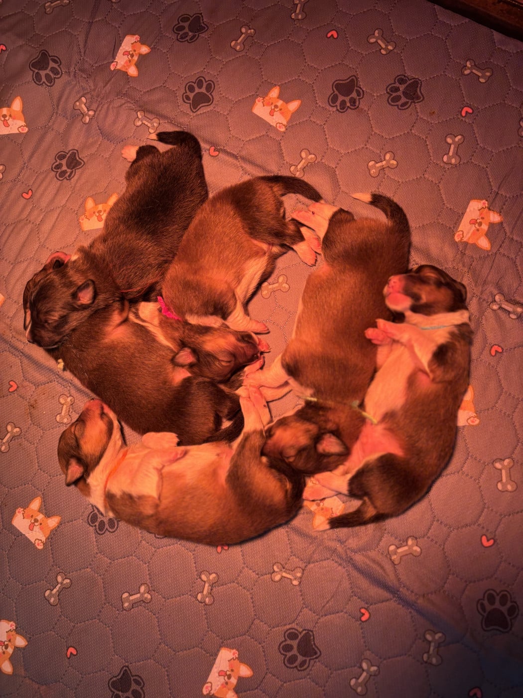 Shetland Sheepdog - Des Comètes Du Verger