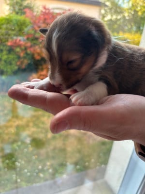 Les chiots de Shetland Sheepdog