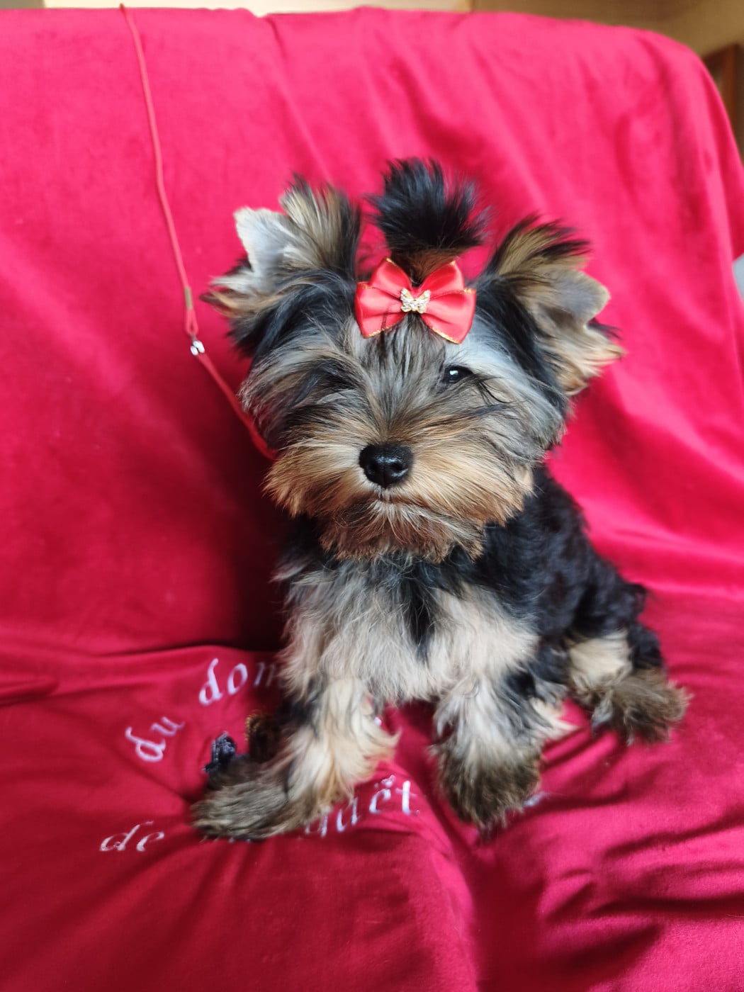 Bagheera - Yorkshire Terrier