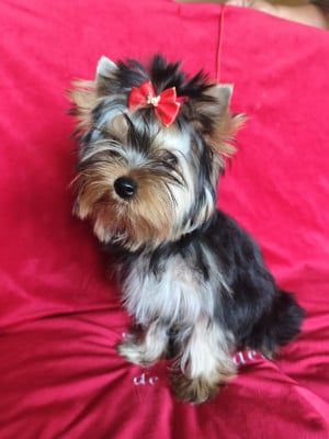 Belle d'amour - Yorkshire Terrier