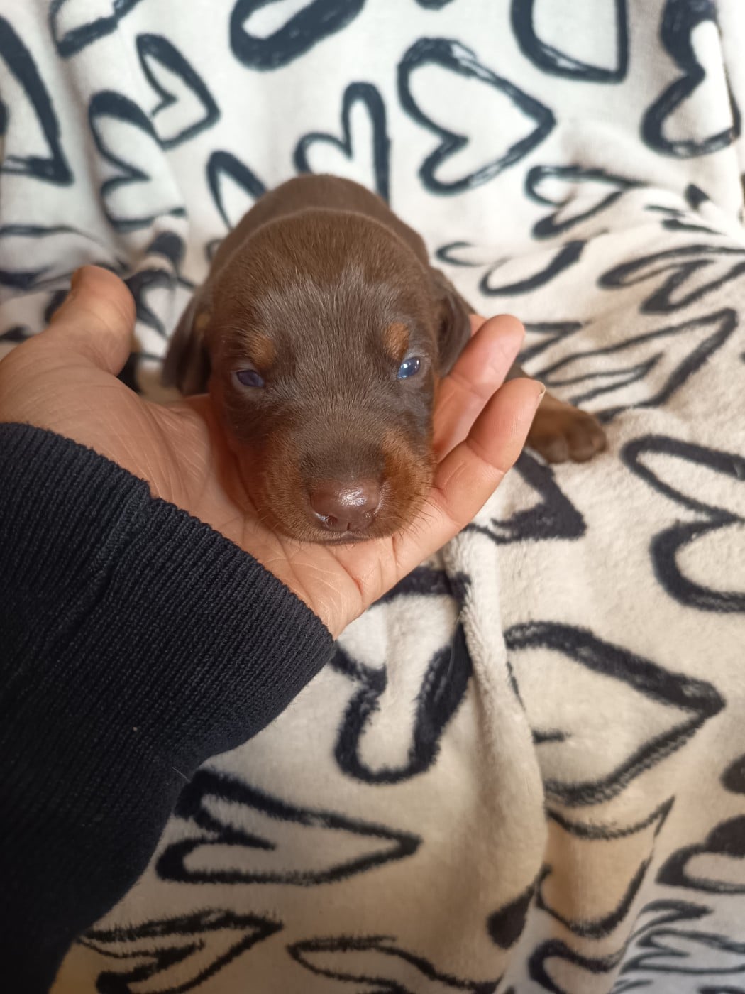 Male marron sans collier