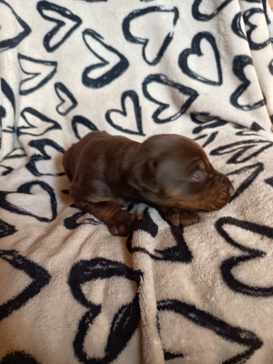 Femelle marron sans collier