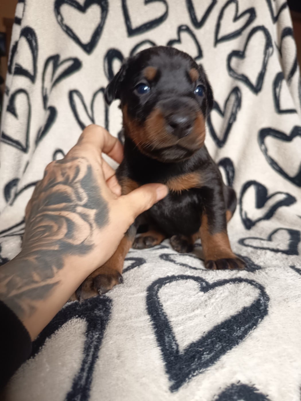 Femelle sans collier