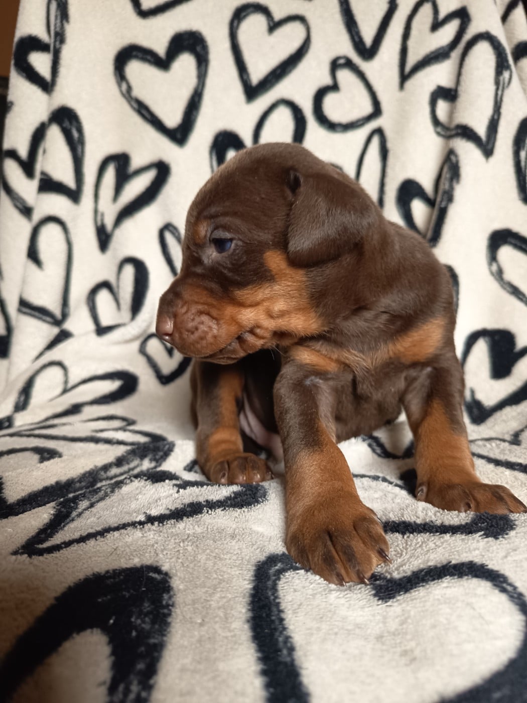 Male marron sans collier