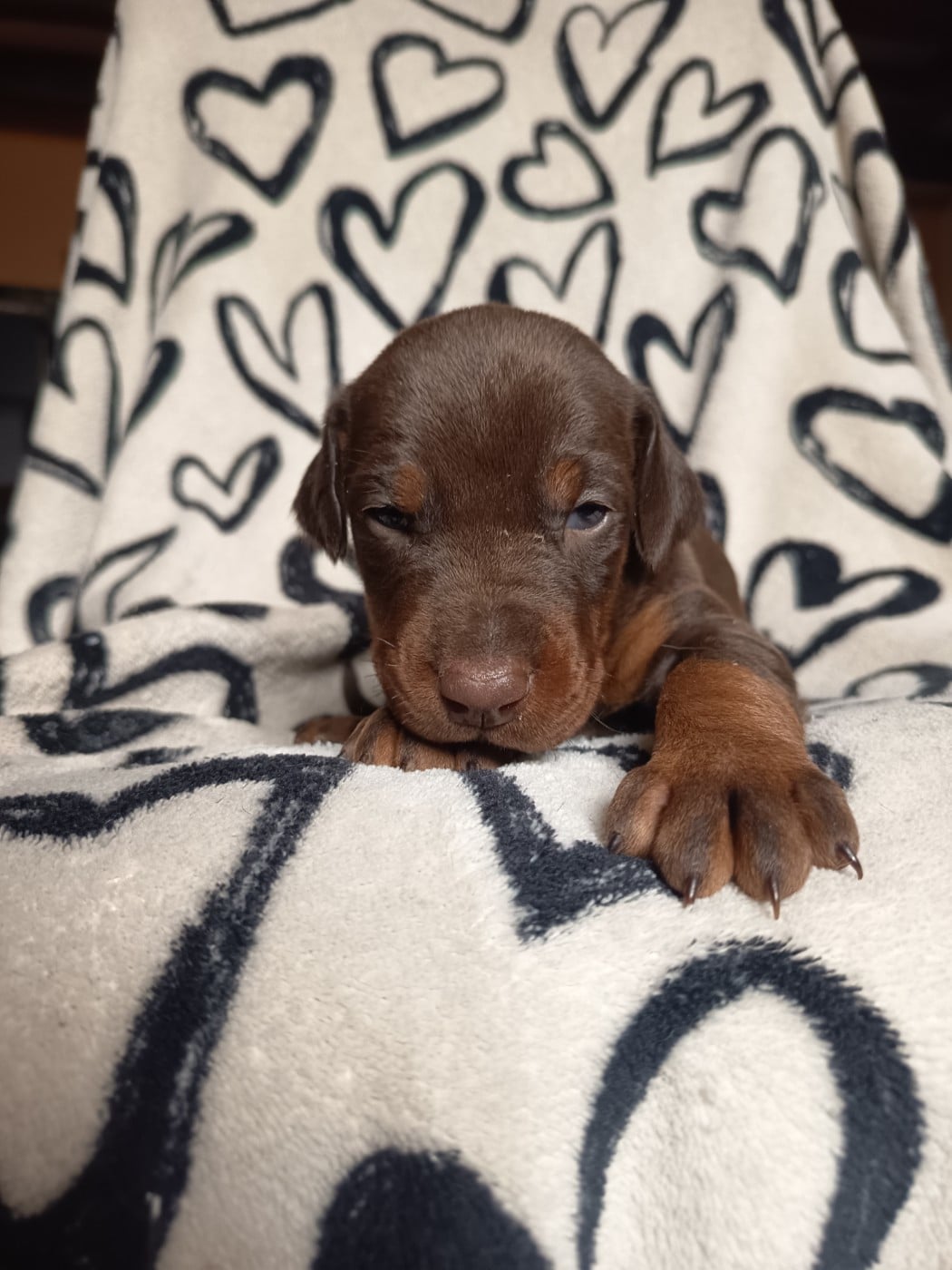 Femelle marron sans collier