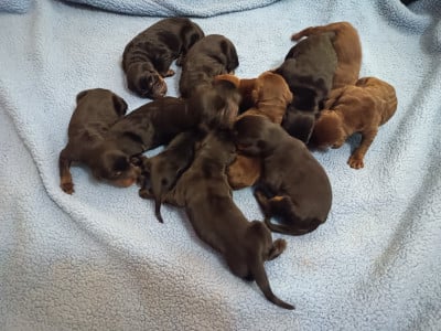 Les chiots de Dobermann