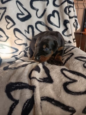 Les chiots de Dobermann