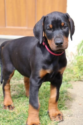 Les chiots de Dobermann
