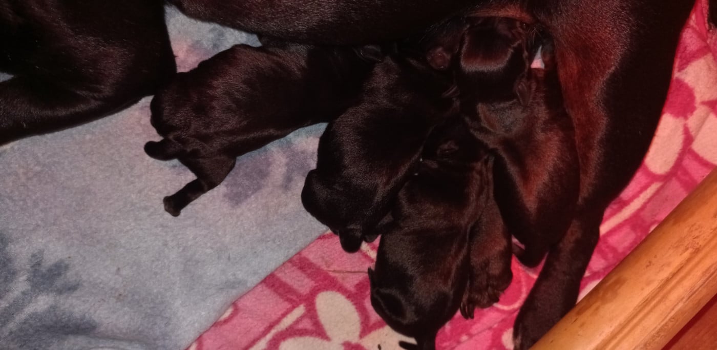 Chiot N°4 - Staffordshire Bull Terrier