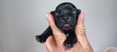 Les chiots de Staffordshire Bull Terrier
