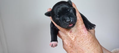 Les chiots de Staffordshire Bull Terrier