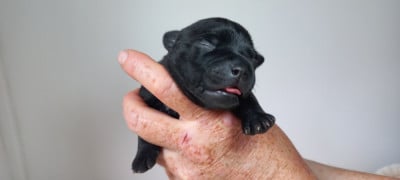 Les chiots de Staffordshire Bull Terrier
