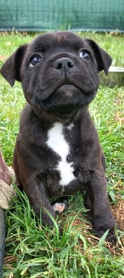 Les chiots de Staffordshire Bull Terrier