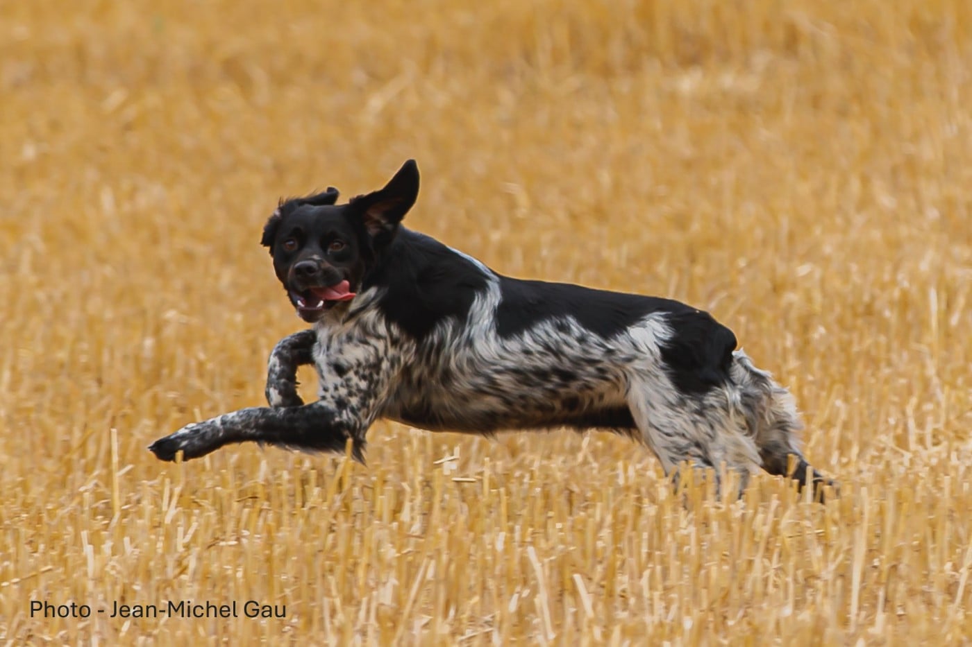 Vickie Ô Flash Du Kerr Si